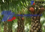 IMG 20250803 WA0019 scaled