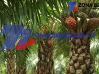 IMG 20250803 WA0019 scaled